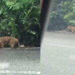 Family on the way to Cameron Highlands shocked to see wild tiger at roadside