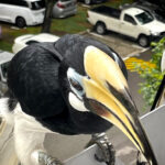 'Oriental pied hornbill brought his friend to visit me' — Singaporean shares her 'delight to have them up close and personal'