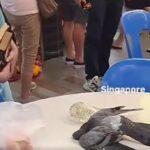 Diners at Yishun coffeeshop left stunned after pigeon gets struck by ceiling fan and lands on table, dead