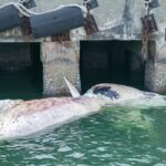Rare 6.3m whale carcass found in Singapore waters